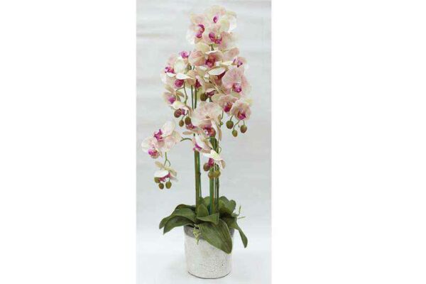 Декорцветы Дрим Гарден Орхидеи сврозовые в керамической вазе