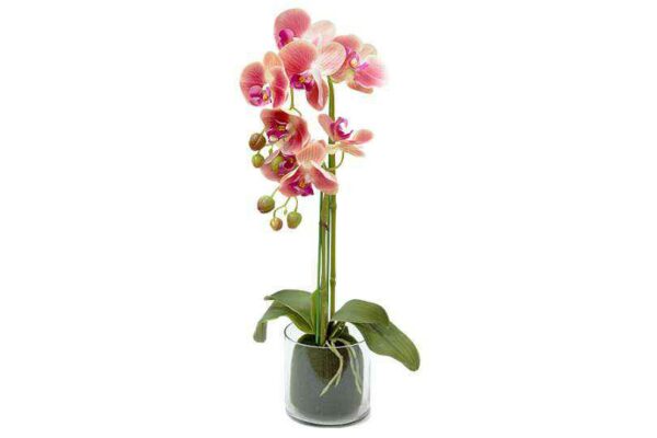 Декорцветы Дрим Гарден Орхидея тёмрозовая в стеклянной вазе